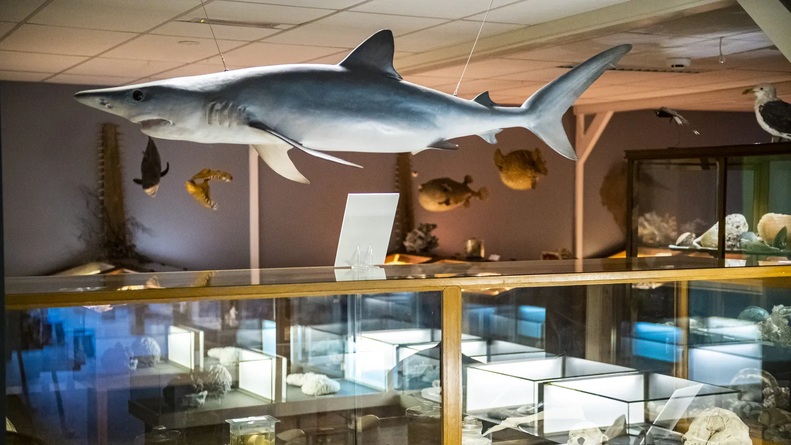 Miramar Zeemuseum-13.jpg