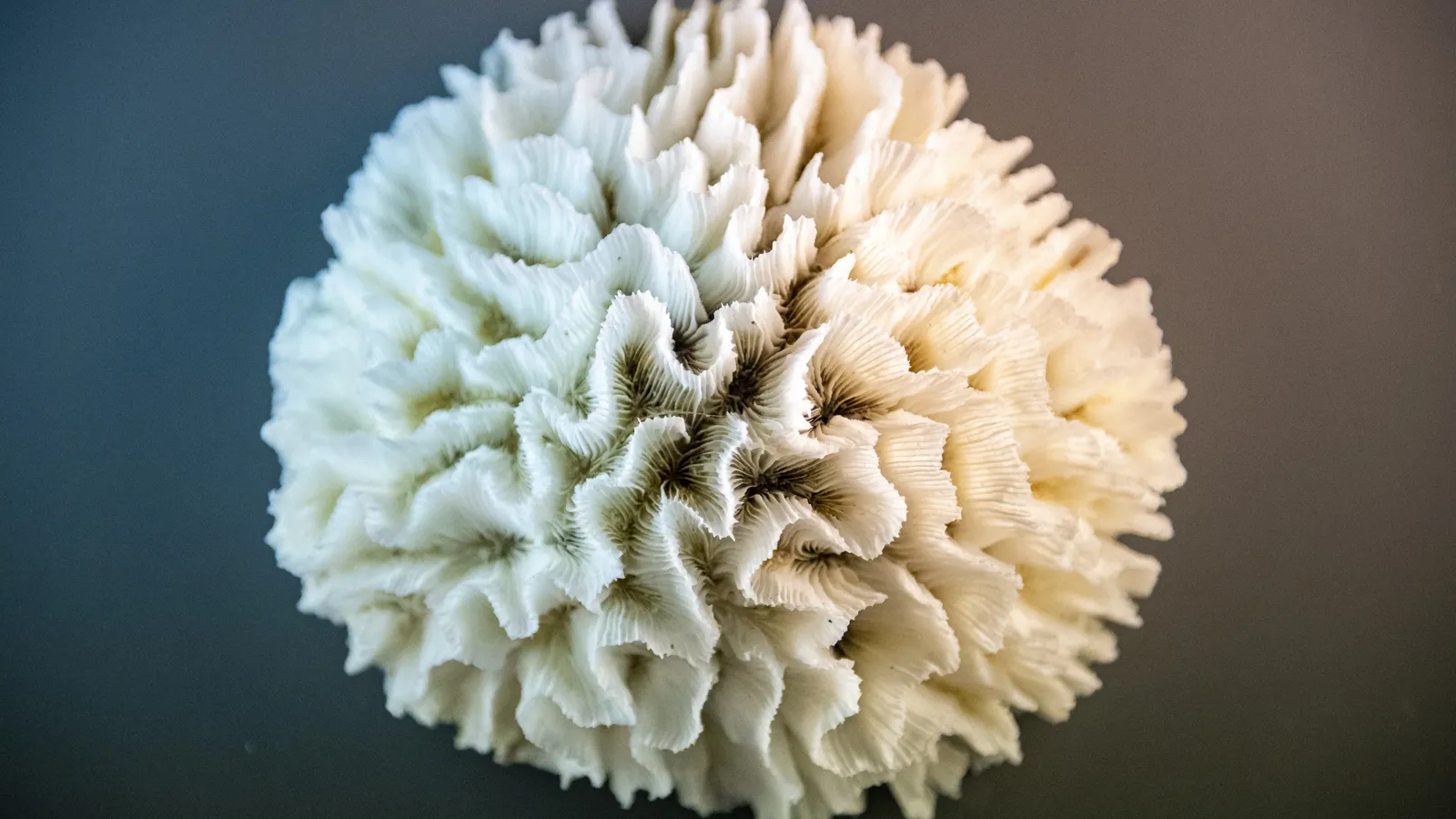 Miramar Zeemuseum-12.jpg