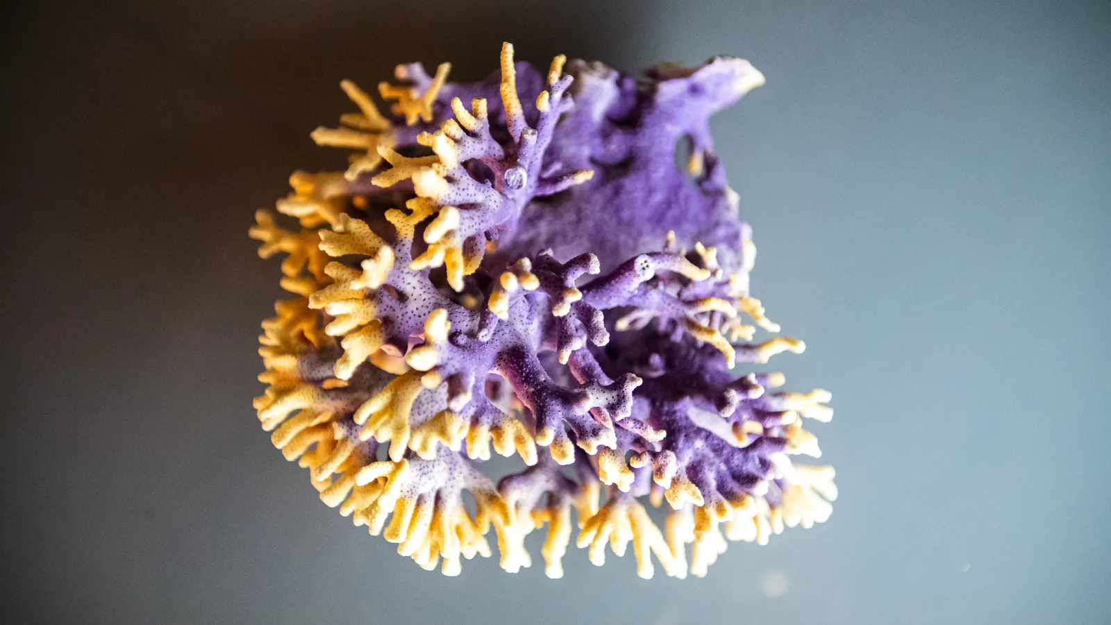 Miramar Zeemuseum-11.jpg