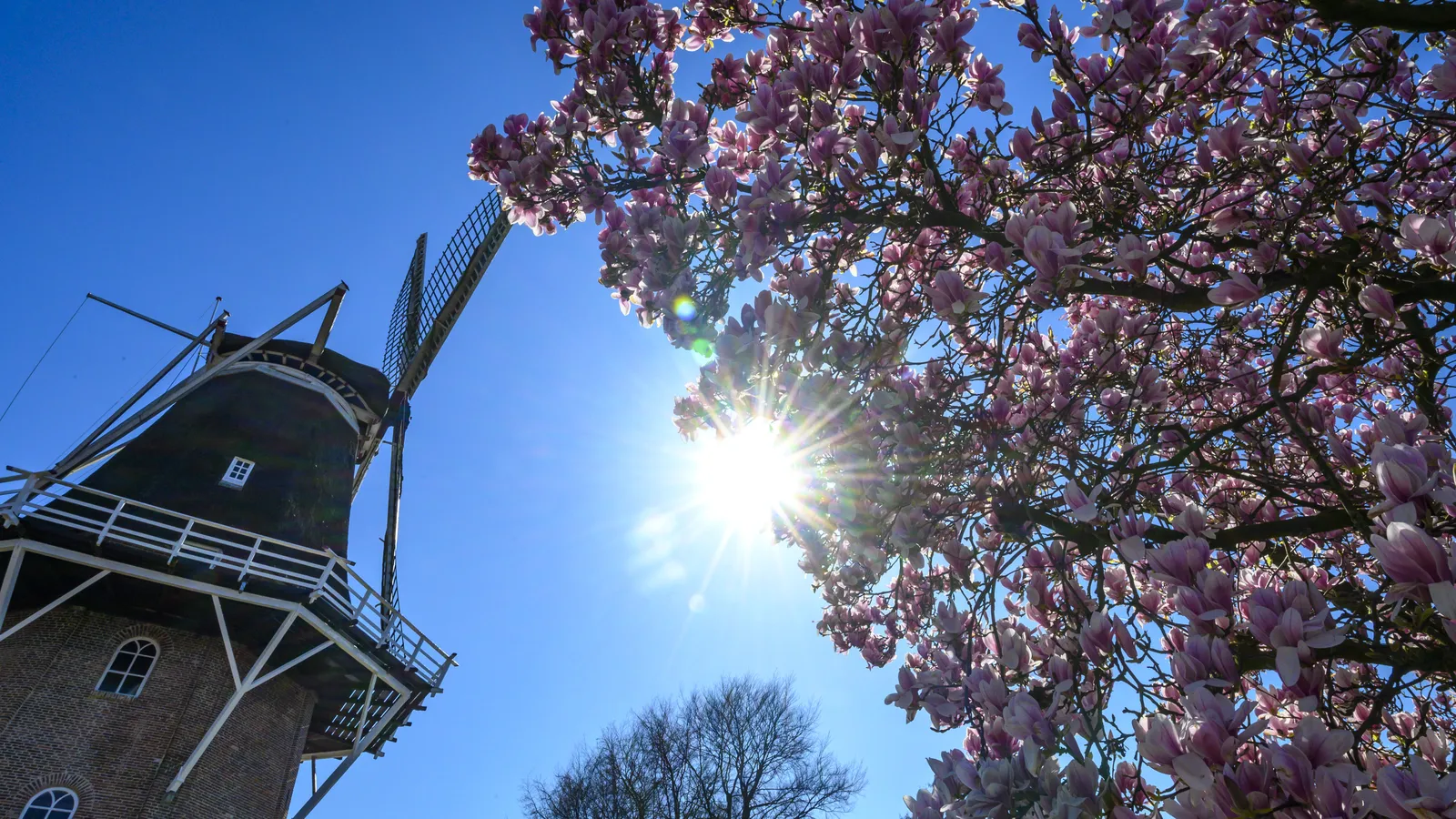 Museummolen Jan Pol-3.jpg